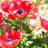 Beautiful life