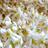 Neroli48
