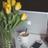 Lily_design