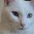 猫天使ルチル