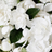 Camellia_5
