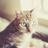 Mark cat