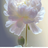 冬の花☆