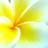 りらの花びら