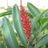 Gingerflower