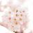 ☆★sakura☆★