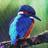 birds