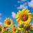 sunflower00527