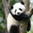 Panda Guy