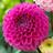 Oz Dahlia