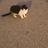 ねこちま