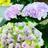 紫陽花が咲く庭