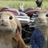 Peter_Rabbit