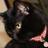 月読の猫の占い