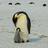 Emperor Penguin