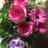 Natural Aroma Amalie