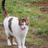便利屋やまねこ