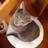 ななとねこ