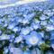 blueblue888