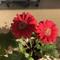 prettyblossoms888