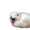 かきのぷーさん