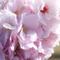 Blossoms　studio