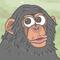 Chimpanzee