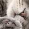 ねこかーさん