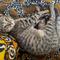 ねこねころん