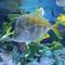 glass aquarium