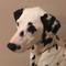 Dalmatian ya