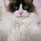 ねこ薬師