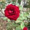 紅薔薇白薔薇