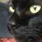 真っ黒猫