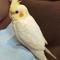 文鳥文庫