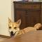 犬の手先