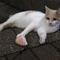 Baruねこ