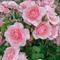 Rose828