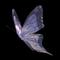 dreamy fairy