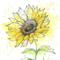 chitose flower
