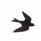 swallow01