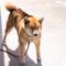 犬 依頼にのみ使用予定