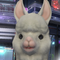 あぶらたに
