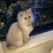01forestcat