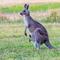 kangarooooooo