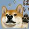 たあ犬