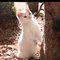 三毛猫あや