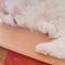 しろねこだいふく