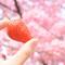 桜咲苺