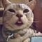 猫天使戦士